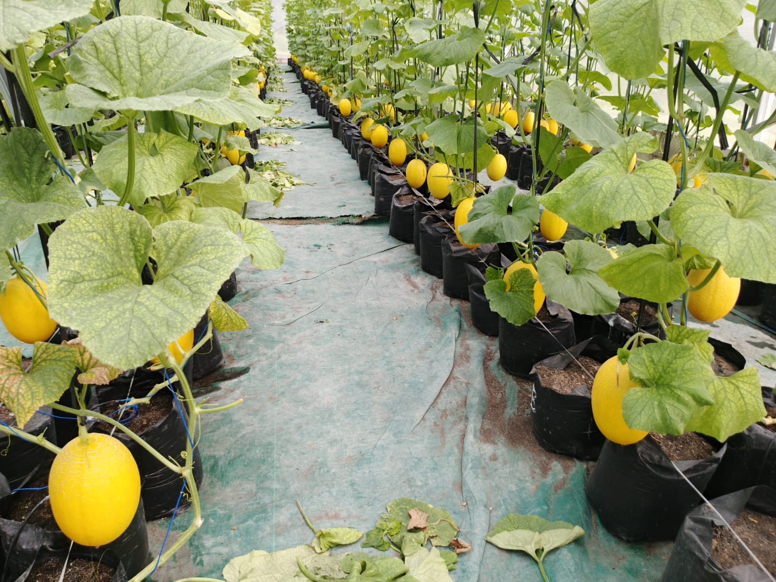 Panen Raya Melon